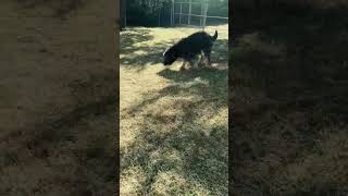 Video preview image #1 American Pit Bull Terrier-Unknown Mix Puppy For Sale in McKinney, TX, USA