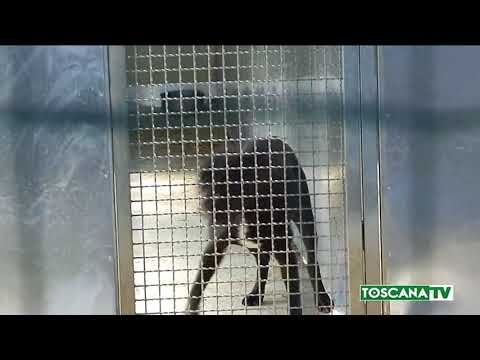 2017-08-21 PRATO - CUCCIOLI DI CANE ABBANDONATI, DENUNCIA DEL COMUNE