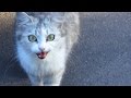 Cats Hissing At Me And Meowing