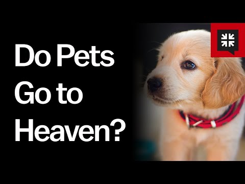 Do Pets Go to Heaven? - YouTube