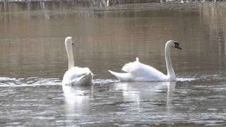 preview picture of video 'Swans On Fleet Pond'