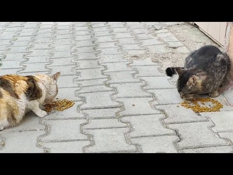 I left food for three on the street, the yellow-spotted cat finished its share and ate the other.