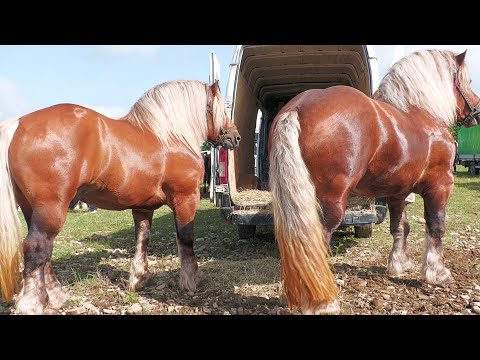 Armăsarii lui Marius de la Voitinel - Bucovina 2024