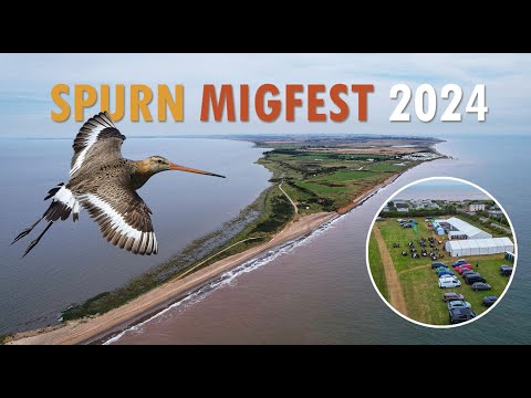 Spurn Migration Festival 2024 - Birdwatching weekend at Kilnsea