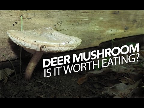 Deer Mushroom — Edible, But Is It Worth Eating?
