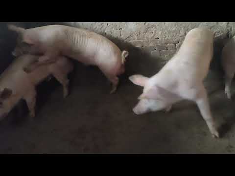 White big male pig (boar) for sale