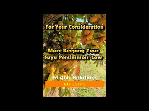 Another Example Of Size Control Of A Fuyu  Jiro Persimmon. Look at How Much Fruit is Available!