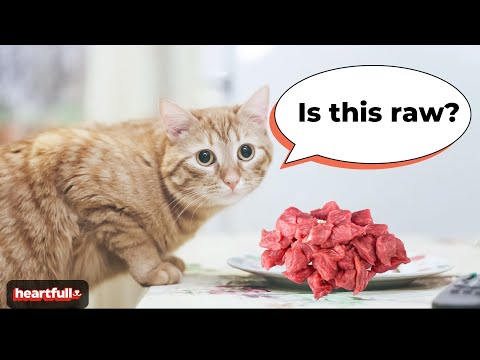 Raw Cat Food: A Guide to Optimal Feline Health and Happiness