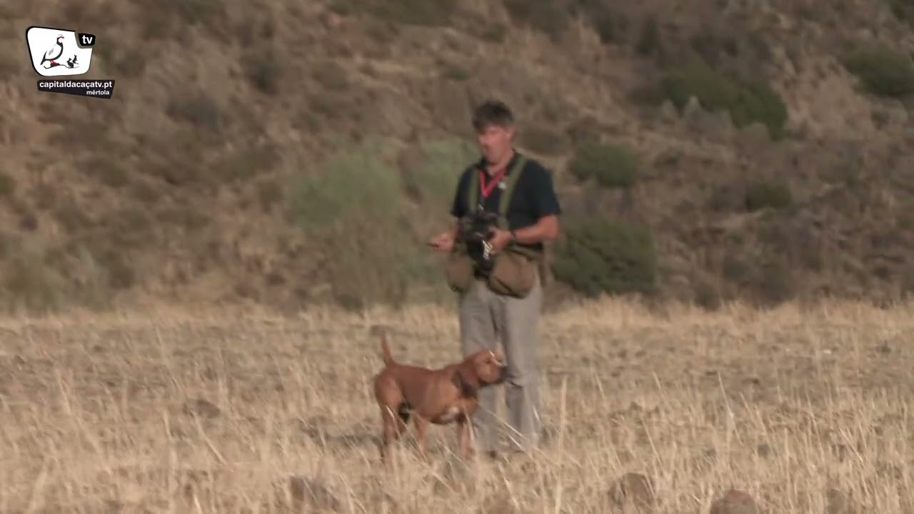 Demonstração de cães de parar 2016