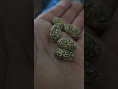 Skinnydipped Almonds ( Dark Chocolate Peanut butter) Review