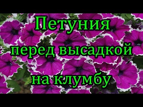 #Петуния, перед высадкой на клумбу.