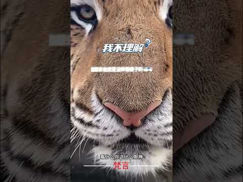 冬天水源凍住了飼養員鏟冰半天沒效果 老虎看得滿臉疑惑輕輕一爪子就打破冰層 #老虎 #意外 #有趣 #萬萬沒想到 #搞笑 #tiger #amazing #funny #laugh #shorts