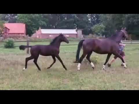 Rappstutfohlen von Maracana-Rascalino ge. 04.04.2020