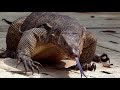 Giant Water Monitor Lizards: Singapore Nature 2020