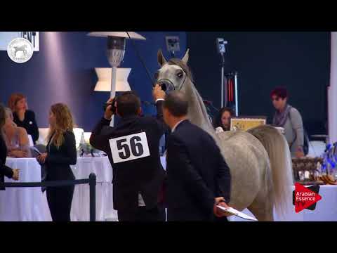 N.56 HILALA AL WAAB - SEWC 2017 - Colts (Class 4B)