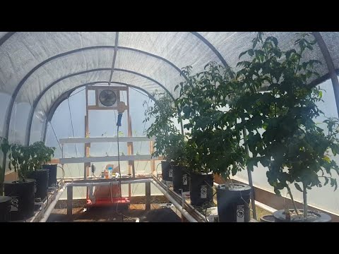 RDWC Dutch bucket Hydroponics/ NFT rail system build