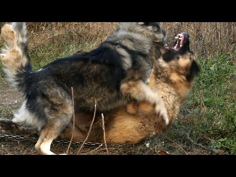 Rank Fight 2 - Ethology of Shepherd Dogs 03. - ранжирование борьба