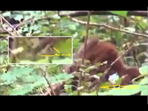 Close Up of Real Bigfoot (Timbergiant)*Big Red*