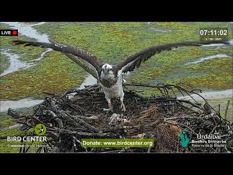 Urdaibai Águila pescadora - Albino Osprey 05.06.2021 07:10