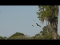SWFL Eales_Crows Relentless~Yonder Pond Retreat~What E6 Caught Yesterday 05-02-15