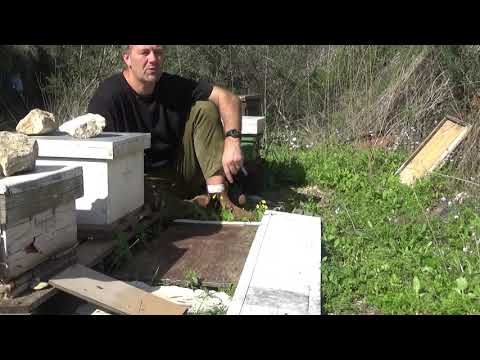 пчеловодство в Израиле