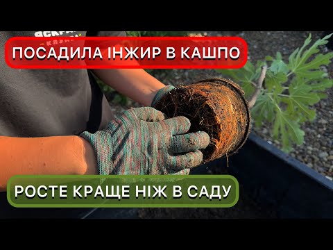 Вирощування інжиру в Україні. Покрокова інструкція посадки інжиру в горщик