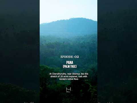 Hortus Malabaricus episode 002 Pana