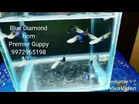 Blue diamond guppy, size: 1.5 - 2 inchs