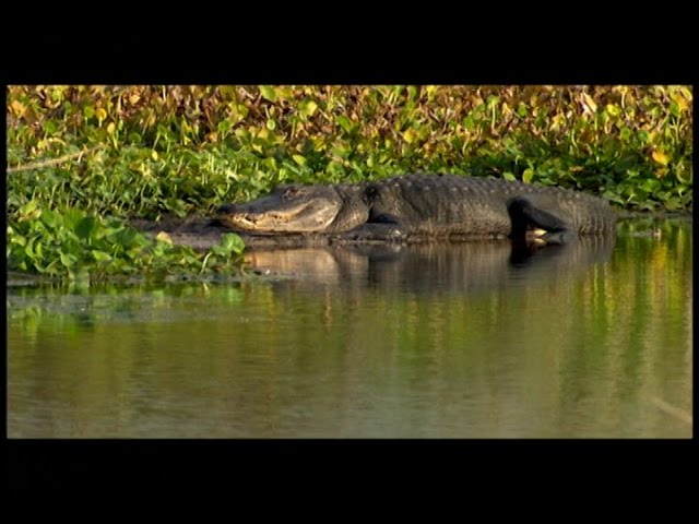 Video Pronunciation of Alachua in English Video Pronunciation of Alachua in English