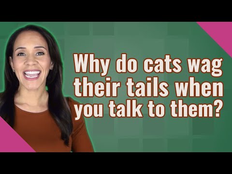 Why do cats wag their tails when you talk to them?