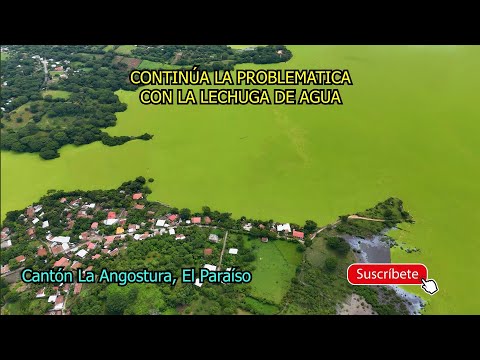 La Lechuga de Agua Ya Invadió También en Chalatenango, Lago Suchitlan, EL SALVADOR.