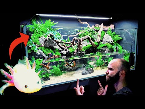 download lagu mp3 mp4 Paludarium Tank, download lagu Paludarium Tank gratis, unduh video klip Paludarium Tank