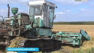 На Кубани в разгаре уборка «белого золота»