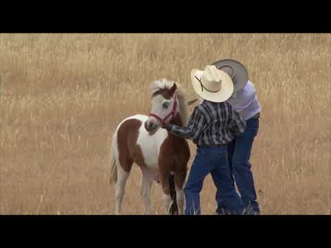 50 - Best of the Coleaderos - Byers, Colorado