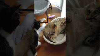 睡眠を邪魔されて激おこな猫 #shorts