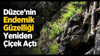Düzcenin Endemik Güzelliği Yeniden Çiçek Açtı