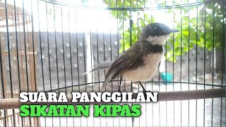 Download lagu SUARA PANGGILAN SIKATAN KIPAS AMPUH BUAT PANCINGAN SIKATAN BAHAN mp3