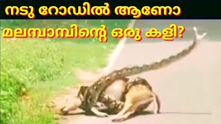 Python Snake catching a Deer. But Deer Escaped. മലമ്പാമ്പ് മാനിനെ പിടിക്കുന്നു. അത്ഭുത രക്ഷപ്പെടൽ.