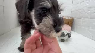 ミニチュアシュナウザーの動画01