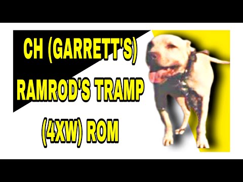 CH (GARRETT'S) RAMROD'S TRAMP (4XW) ROM - Dog Fight - HISTORY #pitbull #gamedogs