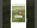 He did him DIRTY #dogs #animal #funny #explore #viral #explore #fypシ #fypシ