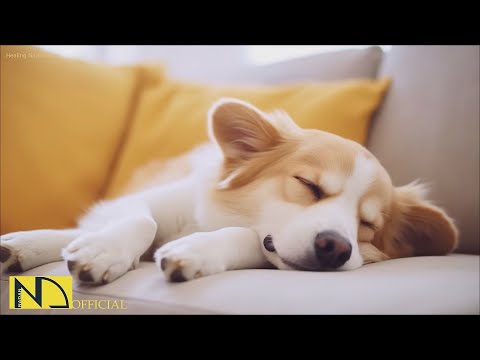 20 HOURS of Deep Sleep Dog Calming Music🐶🎵Anti Separation Anxiety Relief🐶🎵Dog Music 💖🎵 NadanMusic