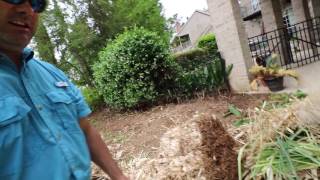 How to remove Pampus Grass