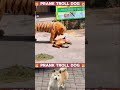 😂😂 Fake Tiger Try Not To Laugh Prank Dog Best Prank 2024 Haha #short #prankdogs  #prank #pranks