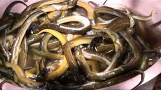 preview picture of video 'Eel Looks Like Snakes in Kaiping, China (Hoiping Near Toisan)'