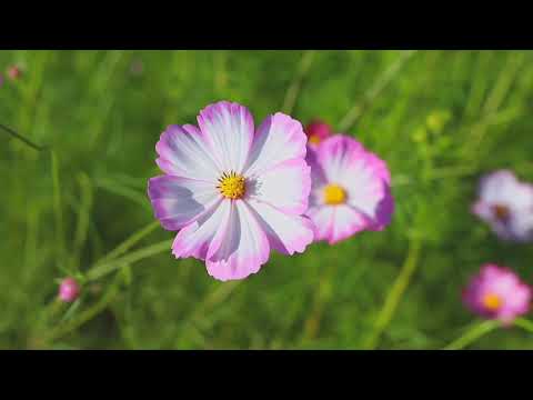 Amazing Rabab sound / Relax video _ beautiful flower
