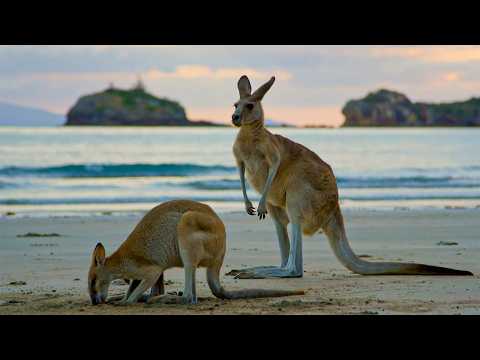 Animal Kingdom - Minds of the Wild