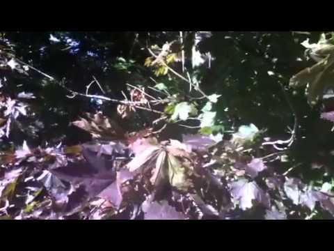 ノルウェーカエデ 植物