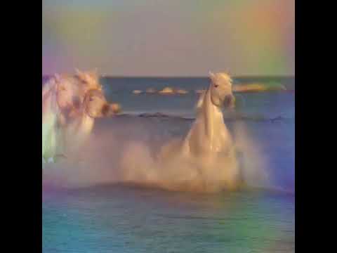, title : 'CARMARGUE HORSES IN THE SURF -I HAVE OVER THE YEARS HAD THE JOY OF SEEING THESE BEAUTIFUL ANIMALS💫'
