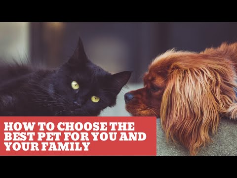 How To Choose The Best Pet For You And Your Family - Tips
